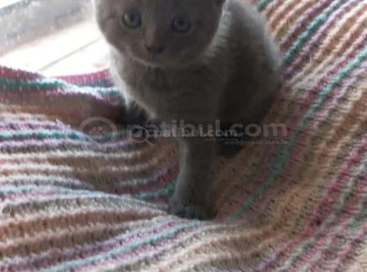 Yavrumuzu Sahiplendiriyoruz görsel