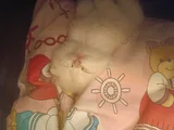 Pafuli Kedi