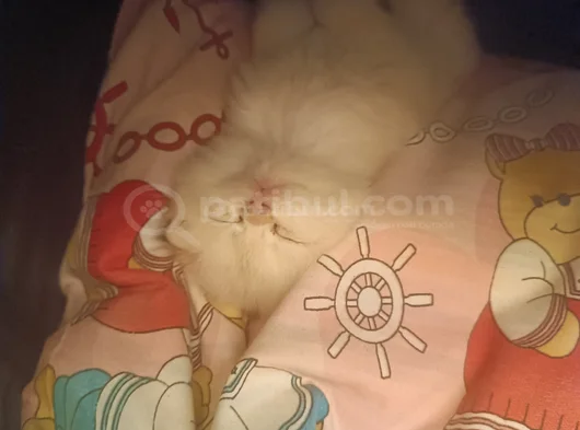 Pafuli Kedi görsel
