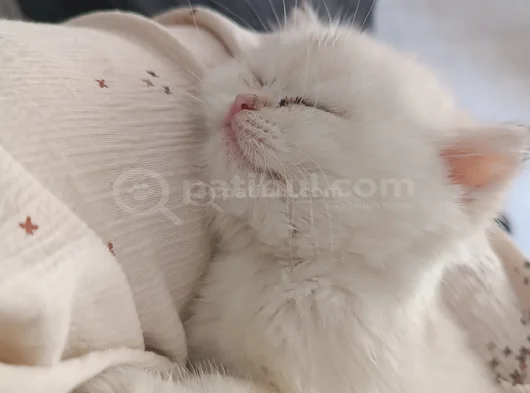 Pafuli Kedi görsel