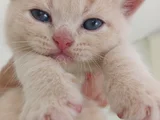 British Shorthair Saf Kan Orji̇nal Kali̇te Son 1  Adet