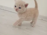 British Shorthair saf kan ORJİNAL KALİTE SON 1  Adet