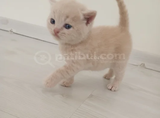 British Shorthair Saf Kan Orji̇nal Kali̇te Son 1  Adet