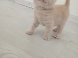 British Shorthair Saf Kan Orji̇nal Kali̇te Son 1  Adet