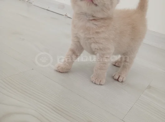 British Shorthair Saf Kan Orji̇nal Kali̇te Son 1  Adet görsel