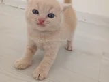 British Shorthair Saf Kan Orji̇nal Kali̇te Son 1  Adet