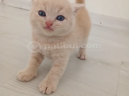 British Shorthair Saf Kan Orji̇nal Kali̇te Son 1  Adet görsel