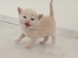British Shorthair Saf Kan Orji̇nal Kali̇te Son 1  Adet