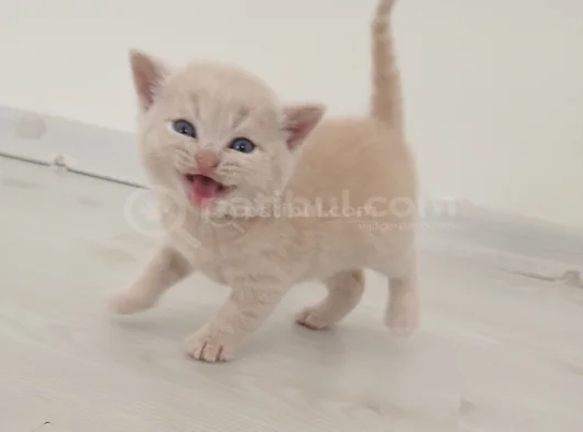 British Shorthair Saf Kan Orji̇nal Kali̇te Son 1  Adet görsel