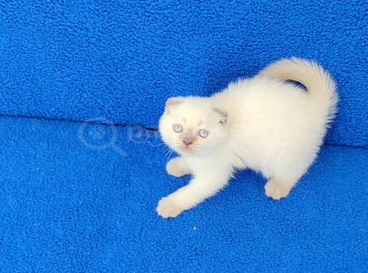 Bu Güzelli̇k Yeni̇ Yuvasini Ariyor görsel