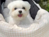 Maltese Terrier Evimin Büyümeyen Sıfır Numara Neşelerii