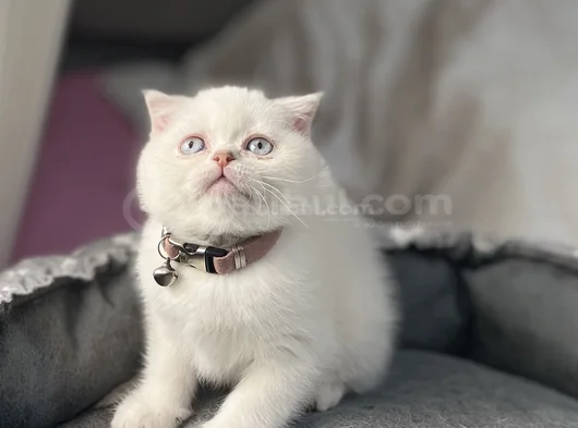 Show Kali̇te Bebekler görsel