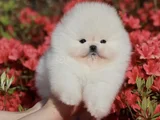 Teddy surat Pomeranian Boo Yavruları