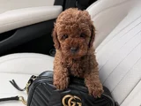 Birbirinden Sevimli Toy Poodle Yavruları