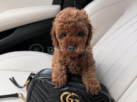 Birbirinden Sevimli Toy Poodle Yavruları görsel