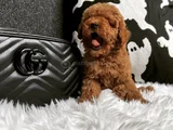 Birbirinden Sevimli Toy Poodle Yavruları