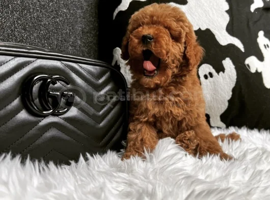 Birbirinden Sevimli Toy Poodle Yavruları görsel