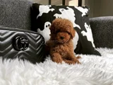 Birbirinden Sevimli Toy Poodle Yavruları