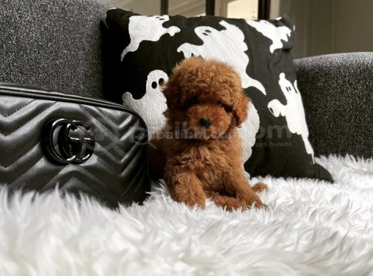 Birbirinden Sevimli Toy Poodle Yavruları görsel
