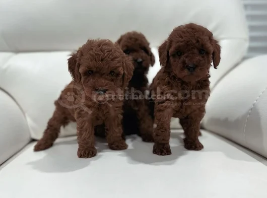 Birbirinden Sevimli Toy Poodle Yavruları