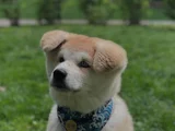 AKITA INU YAVRULARIMIZ HAZIRDIR