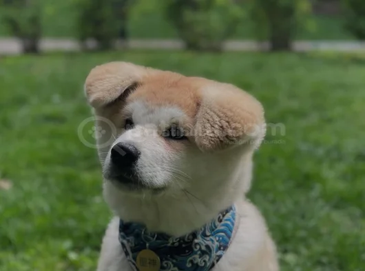Akita Inu Yavrularimiz Hazirdir