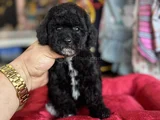 SİYAH ORJİNAL Poodle Oyuncak Bebekler