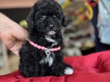 Si̇yah Orji̇nal Poodle Oyuncak Bebekler