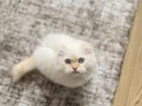 Sakin sevecen kızımız Mia