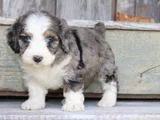 BLUE MERLE BERNEDOODLE ÖZEL RENK