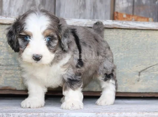 Blue Merle Bernedoodle Özel Renk