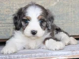 Blue Merle Bernedoodle Özel Renk