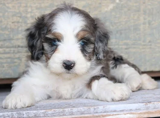 Blue Merle Bernedoodle Özel Renk görsel