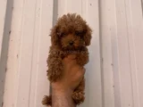 Orjinal ırk minyatür toy poodle