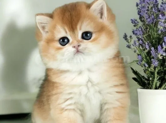 Mükemmel Kalite British Shorthair Golden Bebekler 