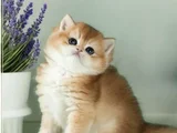 Mükemmel Kalite British Shorthair Golden Bebekler 