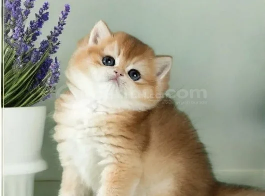 Mükemmel Kalite British Shorthair Golden Bebekler  görsel