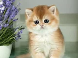 Mükemmel Kalite British Shorthair Golden Bebekler 