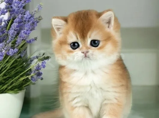 Mükemmel Kalite British Shorthair Golden Bebekler  görsel