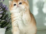 Mükemmel Kalite British Shorthair Golden Bebekler 