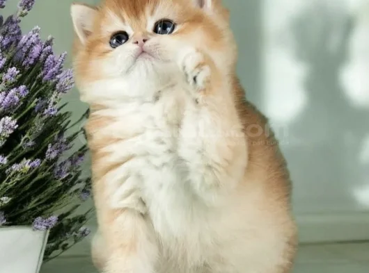 Mükemmel Kalite British Shorthair Golden Bebekler  görsel