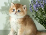 Mükemmel Kalite British Shorthair Golden Bebekler 