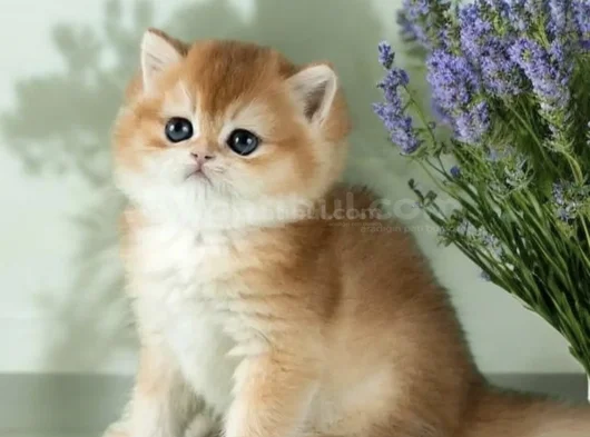 Mükemmel Kalite British Shorthair Golden Bebekler  görsel