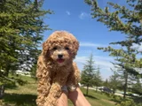Yüksek Kalite Maltipoo Bebeklerimiz