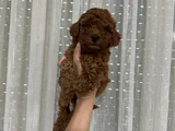 Toy Poodle Yavruları Mama Ve Malzeme Kampanyalı