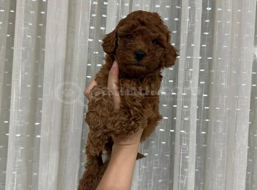 Toy Poodle Yavruları Mama Ve Malzeme Kampanyalı görsel