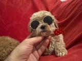 Yüksek Kalite Maltipoo Bebeklerimiz