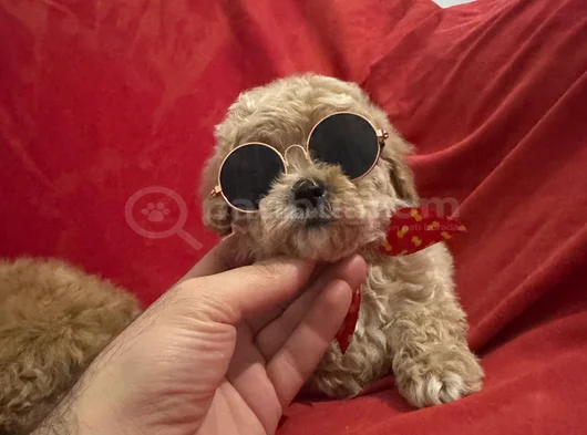 Yüksek Kalite Maltipoo Bebeklerimiz görsel