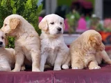 Bebek Yüzlü Golden Yavrular