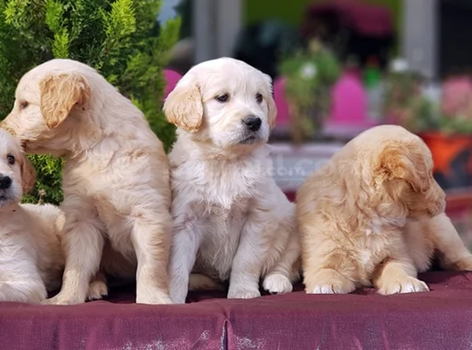 Bebek Yüzlü Golden Yavrular görsel